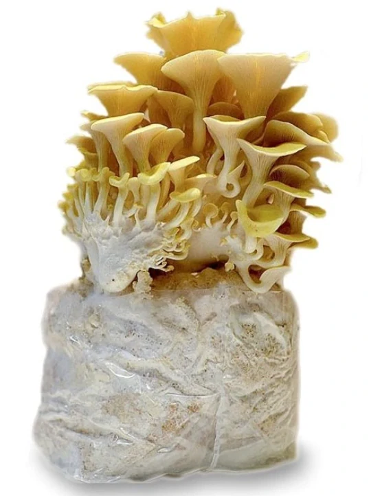 PLANTO Sada pro pěstování Hlíva citrónová 3L (Pleurotus citrinopileatus)